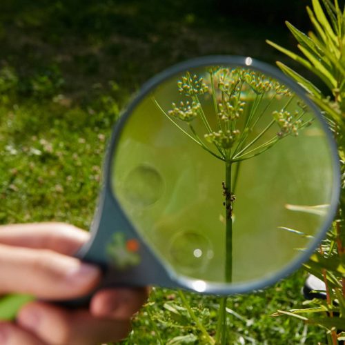 Loupe d'observation TERRA KIDS accessoire observation d élastique faune et la flore jeu HABA activité extérieur plein air magasin de jouets à st pierre 97410 livraison la reunion 974